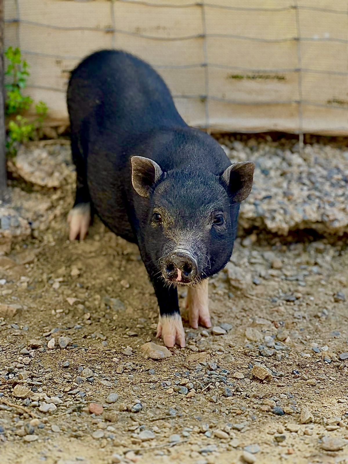BUÑUELO
