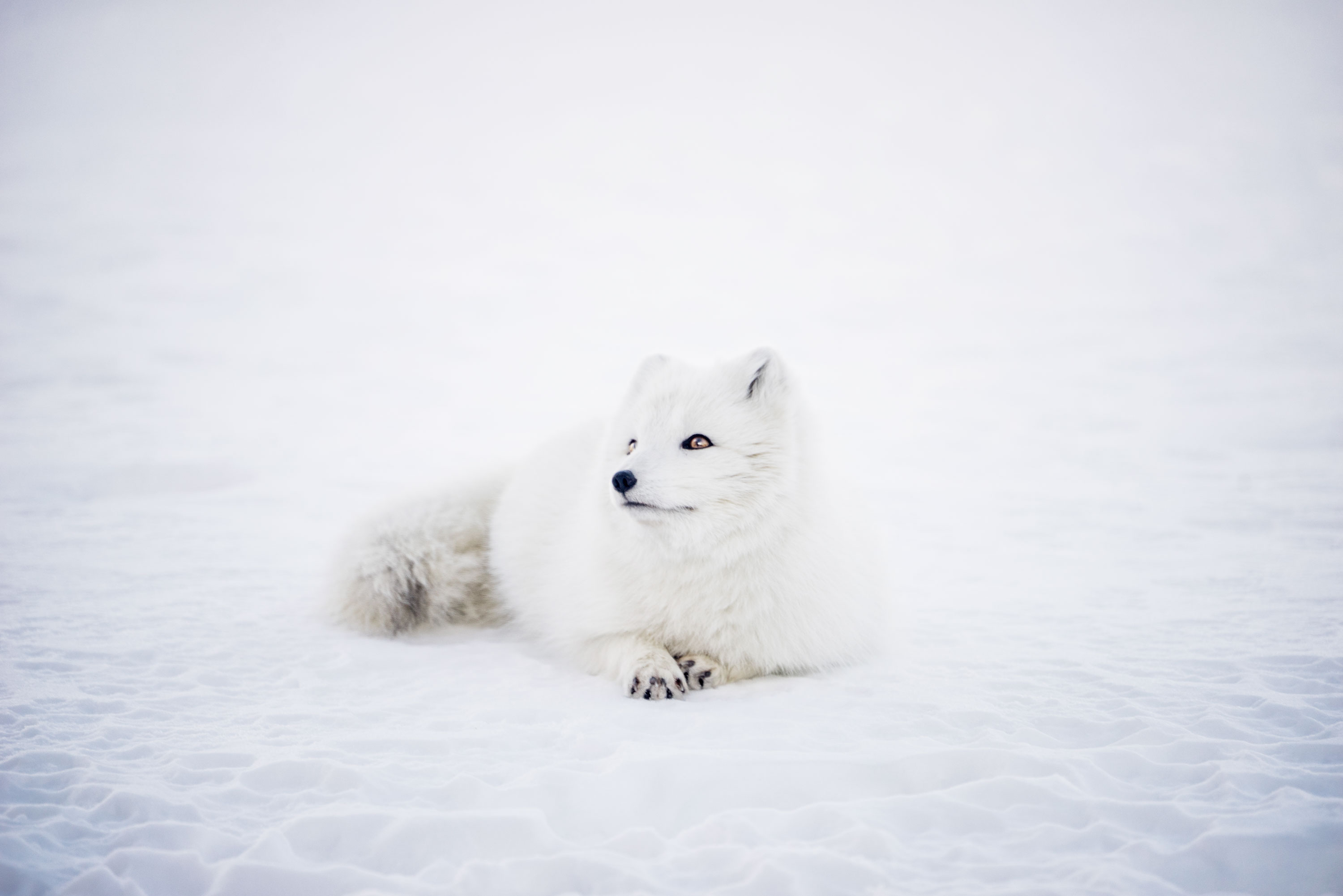 Zorro blanco del invierno