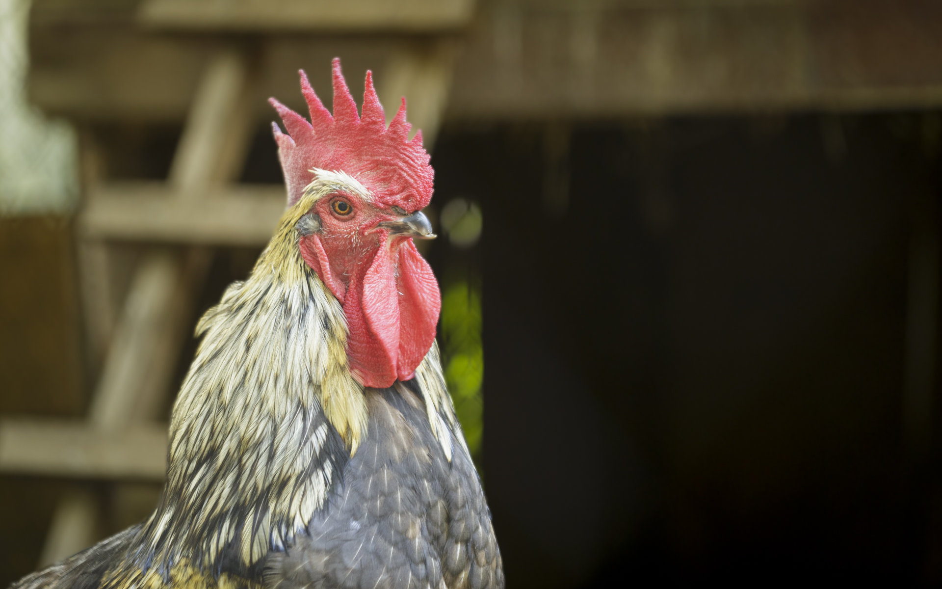 El gallo
