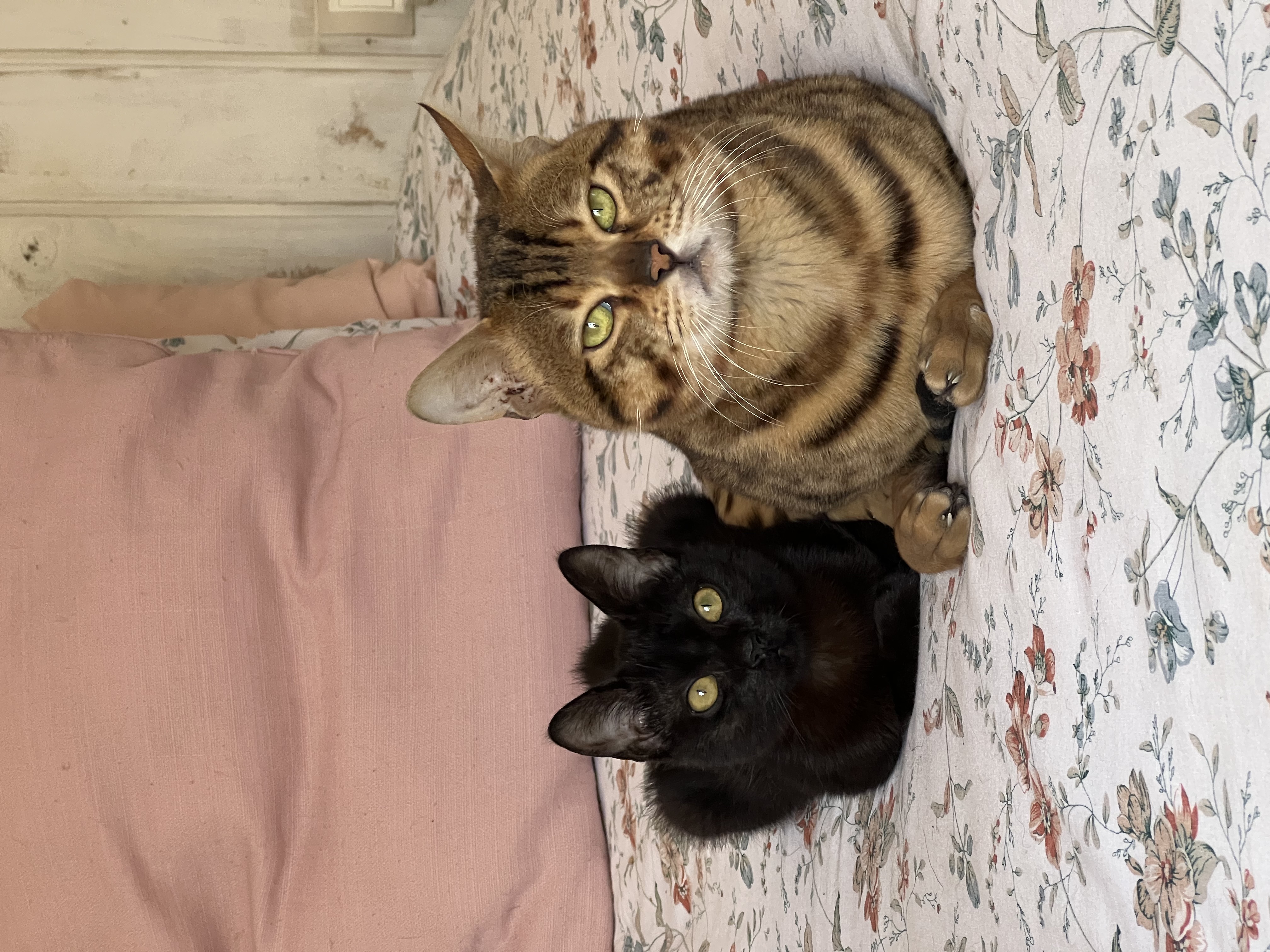 Gatos en casa