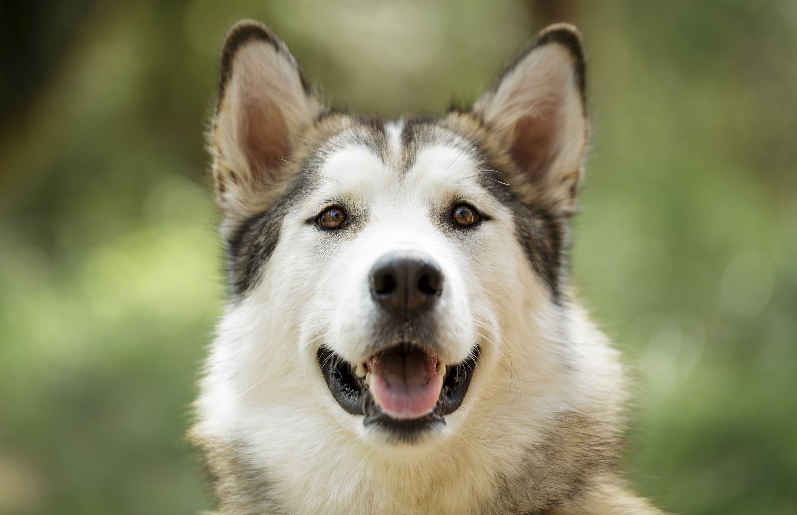 El husky